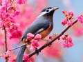 Logħba Birds Ġeħdin onlajn