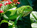 Logħba Iguana Selvaggia onlajn