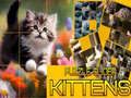 Logħba Puzzle Kattini liċe onlajn