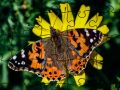 Logħba Puzzlek: Spring onlajn