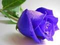 Logħba Roses blu onlajn