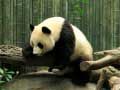 Logħba Puzzle tal-Panda onlajn