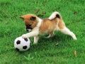 Logħba Puzzel puppies li jhallu ħdan il-barra onlajn