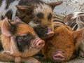 Logħba Qżieqeż Piggy Jigsaw  onlajn