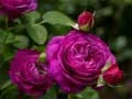 Logħba Roses purplas onlajn