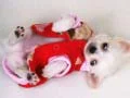 Logħba Slajd tal-Puppy Għażiż onlajn