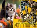 Logħba Puzzle Kattini liċe onlajn