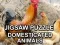 Logħba Puzzle ta' Annimali Domestiċi onlajn