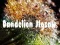 Logħba Puzzler dandelion onlajn