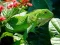 Logħba Iguana Selvaggia onlajn