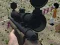 Logħba Sniper Squid Poopy onlajn