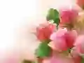 Logħba Roses Pink onlajn Logħba Roses Pink onlajn