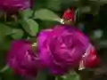 Logħba Roses purplas onlajn