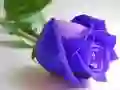 Logħba Roses blu onlajn Logħba Roses blu onlajn