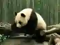 Logħba Puzzle tal-Panda onlajn Logħba Puzzle tal-Panda onlajn