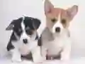 Logħba Puzzel b'puppy cute onlajn Logħba Puzzel b'puppy cute onlajn