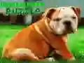 Logħba Puzzel tal-Kelb Bulldog onlajn Logħba Puzzel tal-Kelb Bulldog onlajn
