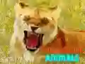 Logħba Annimali Divertenti u Smiling onlajn Logħba Annimali Divertenti u Smiling onlajn