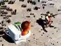 Logħba TopDown Skibidi Toilet Tiri onlajn Logħba TopDown Skibidi Toilet Tiri onlajn