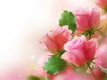 Logħba Roses Pink onlajn