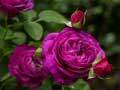 Logħba Roses purplas onlajn