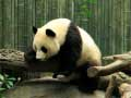 Logħba Puzzle tal-Panda onlajn