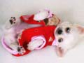 Logħba Slajd tal-Puppy Għażiż onlajn