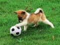 Logħba Puzzel puppies li jhallu ħdan il-barra onlajn