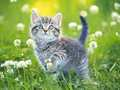Logħba Puzzle ta 'kitten onlajn