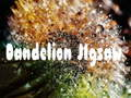 Logħba Puzzler dandelion onlajn