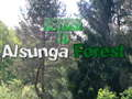 Logħba Ritorna fil-Foresta ta' Alsunga onlajn