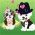 Pets Pets online
